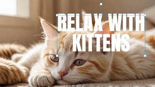 Cute Cats amp Kittens Ultimate Relaxing LoFi Music Compilation Chill and Study Vibes cats kittens [upl. by Ahsa877]