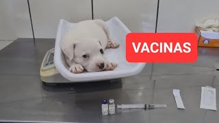 VACINAS EM ANIMAIS Thalita Portugal Veterinária está ao vivo [upl. by Mou]