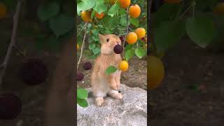 Little rabbit eating red bayberry🍓🍓 [upl. by Cleveland131]