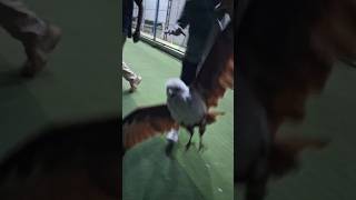 Brahminy Kite 🦅 👀 birds viralshorts viralshort  Subscribe [upl. by Eeslehc]