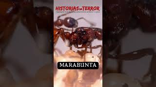 Invasión de las hormigas asesinas  2024 Documental [upl. by Odama]