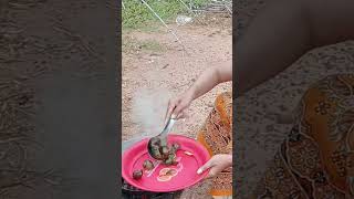 Snail eating recipes food seawaterfish makeitdontbuyit seefood [upl. by Upali104]