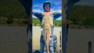 Lake Monster Eufaula Ok fishingvideo catfishing bassfishinglife fishingusa wtfmoment [upl. by Ymereg]