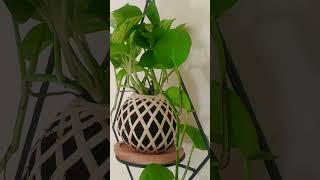 kokedama indoorplants hangingplanter [upl. by Karlyn]