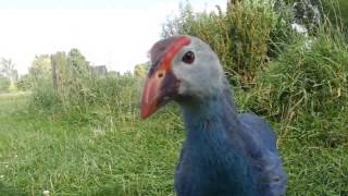 Greyheaded purple swamphen Porphyrio poliocephalus [upl. by Ronaele]