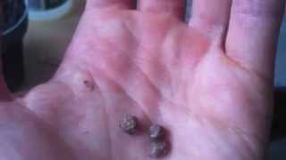 Hawaiian Baby Woodrose seeds  How to grow [upl. by Adilem756]