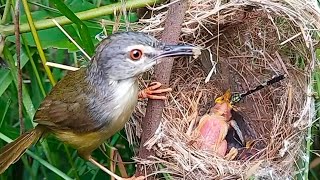 Mother bird put a dragonfly in her babys mouth so that the baby couldnt eat [upl. by Egiap]