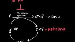 How Antineoplastic Work chemotherapy [upl. by Nodarse]