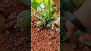 Green vegetables cucurbitaceae watermelon pumpkin [upl. by Johna136]