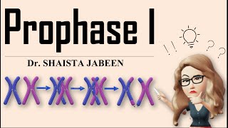 Prophase 1 Stages I Leptotene Zygotene Pachytene Diplotene Diakinesis I Meiosis1 I Recombination [upl. by Auehsoj]