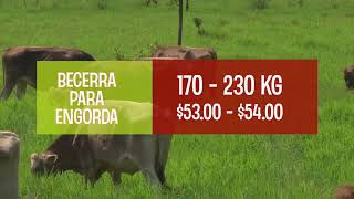 Precios del Ganado y Leche Noviembre 2024 [upl. by Casteel]