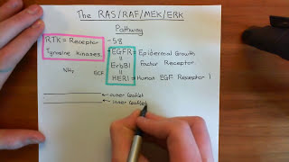 The RAS  RAF  MEK  ERK Pathway Part 1 [upl. by Odranoel642]