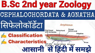 Cephalochordata and Agnatha Classification amp Characteristics  सिफेलोकॉर्डेटा वर्गीकरण एवं विशेषताए [upl. by Puglia]