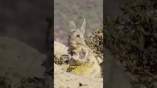 Viscacha The Charming HighAltitude Rodent of the Andes Mountains [upl. by Jennette]