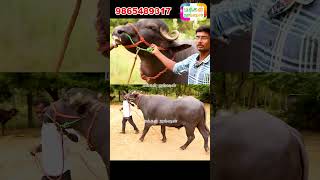 படாசைஸ் ஆண் முர்ரா எருமை இனச்சேர்க்கைக்காக murrabull murrabuffalo Con 9080418299 shortsfeed [upl. by Admama]