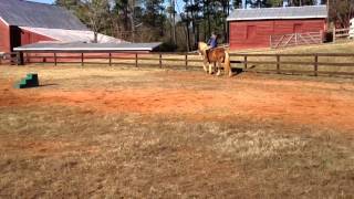 Tess rides a Belgian Draft Horse at Cherokee Hill Farm [upl. by Goulette625]