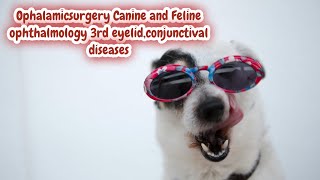 Ophalamicsurgery Canine and Feline ophthalmology 3rd eyelidconjunctival diseases [upl. by Ardnek]