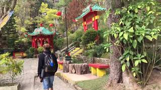 Giant teddy bear made of plantsBotanical gardenBaguio City [upl. by Jelks]