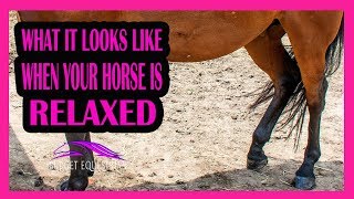 5 Signs Of Relaxation In Horses [upl. by Wescott832]