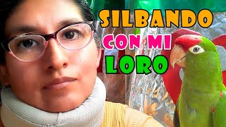 Cantando y silbando con mi Loro  mi loro felíz  loro cabeza roja [upl. by Suilenroc]