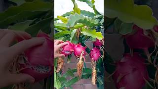 Beautiful nature Drogen fruit and tasty pineapple fruit garden nature fruit shorts satisfying [upl. by Spiros]