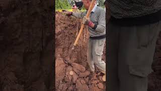 Farmers Digging Deep for Yam Harvest – Tough Yet Rewarding Work farming woodfarm woodworking [upl. by Florri]