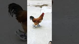 Ye kesi abaz he 🤣 funny comedy chicken funnyshorts funnyreels viralshorts [upl. by Dicks]