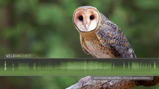 Australian Masked Owl  Sounds and Calls [upl. by Apgar]