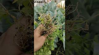 💯🔥Grow😱🤯 Coriander at Home from Seeds in Just 3 Weeks CorianderPlant organicgardening shortsfeed [upl. by Cirted]