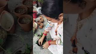 Pippali Grow From Cuttings 🌱 pippali grow cuttings youtubeshorts garden viralshorts gardening [upl. by Oralia]