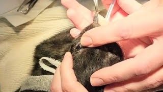 Extracting Huge Botfly From A Kittens Nose Part 7  Paws Addict [upl. by Naraa16]