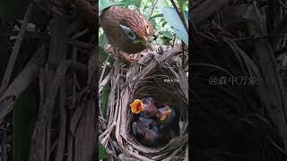 Ants invaded the bird’s nest and the mother bird quickly dealt with them birds wildlife nature [upl. by Gyimah]