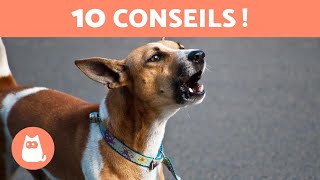 10 CONSEILS POUR EMPÊCHER un CHIEN de TROP ABOYER 🐶🔊❌ [upl. by Joellen]