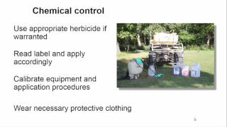 Managing Multiflora Rose in the landscape [upl. by Oigaib]