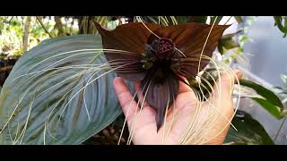 cultivo da flor morcego  tacca chantrieri [upl. by Nivad]