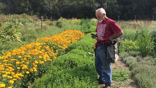 How to Harvest Skullcap with Michael Pilarski quotSkeeterquot [upl. by Ev852]