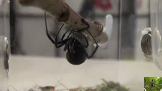 Big Black Widow Spider Latrodectus Hesperus [upl. by Legim]