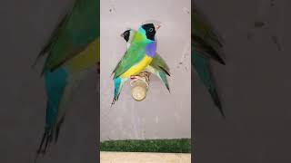 Gouldian Finche shortsviral birds finch [upl. by Imekawulo333]