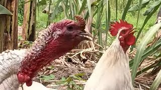 Natural Alarm ClockFree Range Turkey chicks amp Rooster Sounds on Offgrid Homestead🐥🐓🦃viralshorts [upl. by Shermy47]