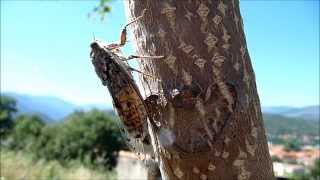 Concert à La Cigale Prades Cicada orni [upl. by Jdavie]