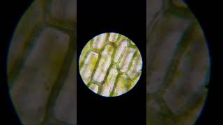 Cyclosis in Elodea Leaves [upl. by Dworman]