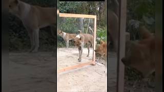 Funny dogs barking comedy remixed viral shorts reloaded trending viral comedy funny remix [upl. by Iglesias852]