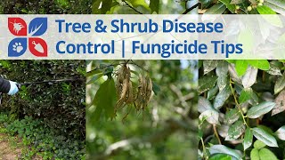 Tree amp Shrub Disease Control  Fungicide Tips  DoMyOwncom [upl. by Haridan616]