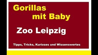 Gorillas im Leipziger Zoo Gorilla Familie mit jungen Baby Zoo Leipzig Monkey Silberrücken [upl. by Tillman]