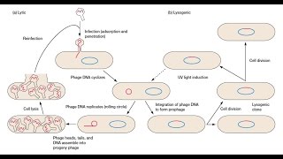 Bacteriophage Replication  Lytic Cycle and Lysogenic Cycle [upl. by Ynnig]