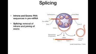 RNA Processing [upl. by Ilenna]