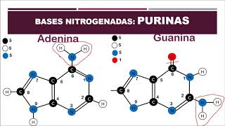 Biología 9° Bases Nitrogenadas Purinas y Pirimidinas Semana 3 [upl. by Prudence]