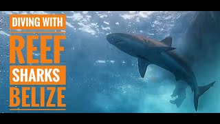 Reef Sharks  Ambergris Caye Belize [upl. by Egbert]