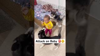 Don’t leave your kid with Dogs 🚨😤 shorts dog husky trendingsongs [upl. by Nylak]