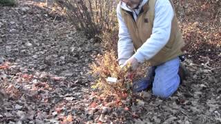 Pruning Potentilla [upl. by Yentyrb]